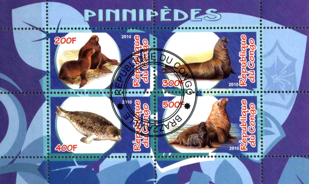 Pinnipedes