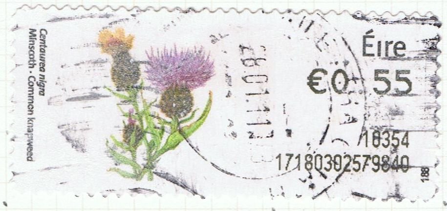 Common knapweed