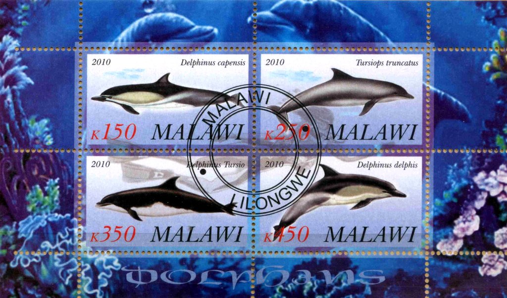 Dolphins