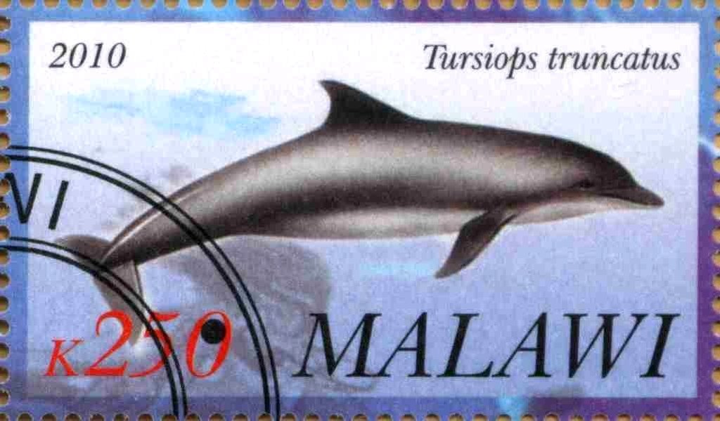Tursiops truncatus