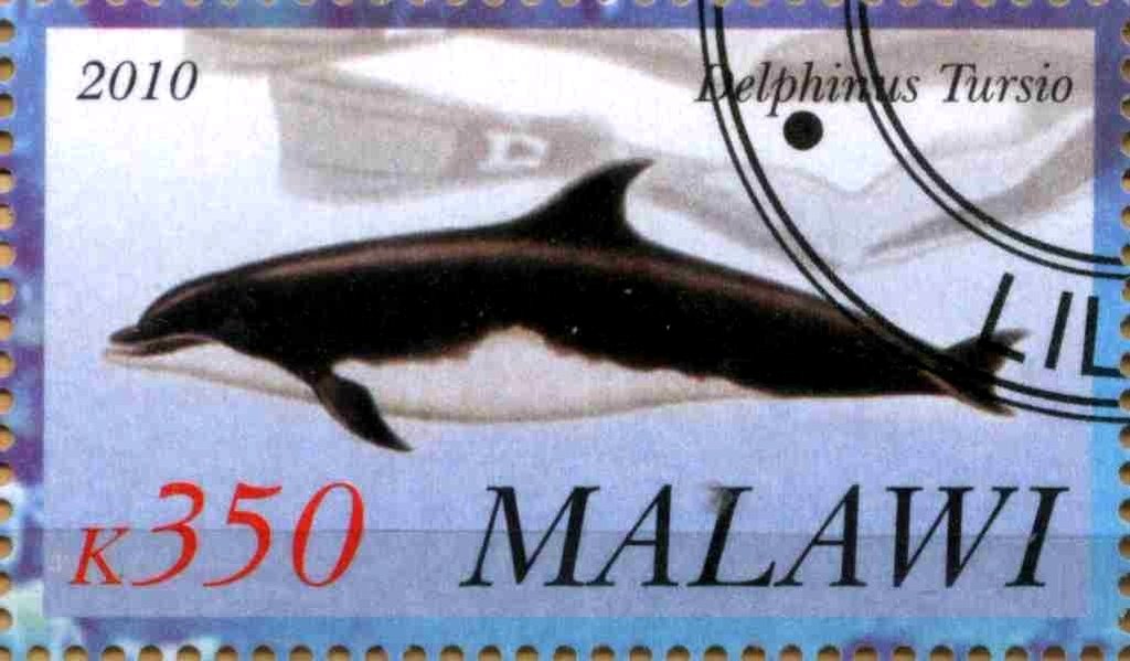 Delphinus Tursio