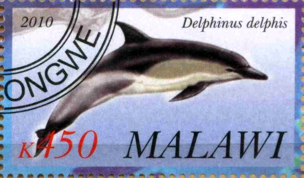 Delphinus delphin