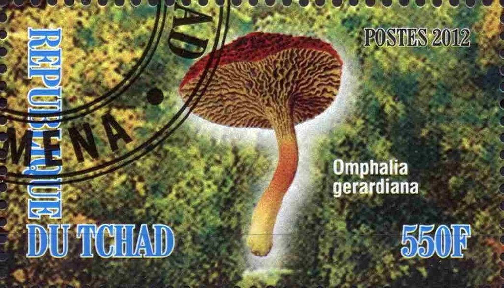 Omphalia gerardiana