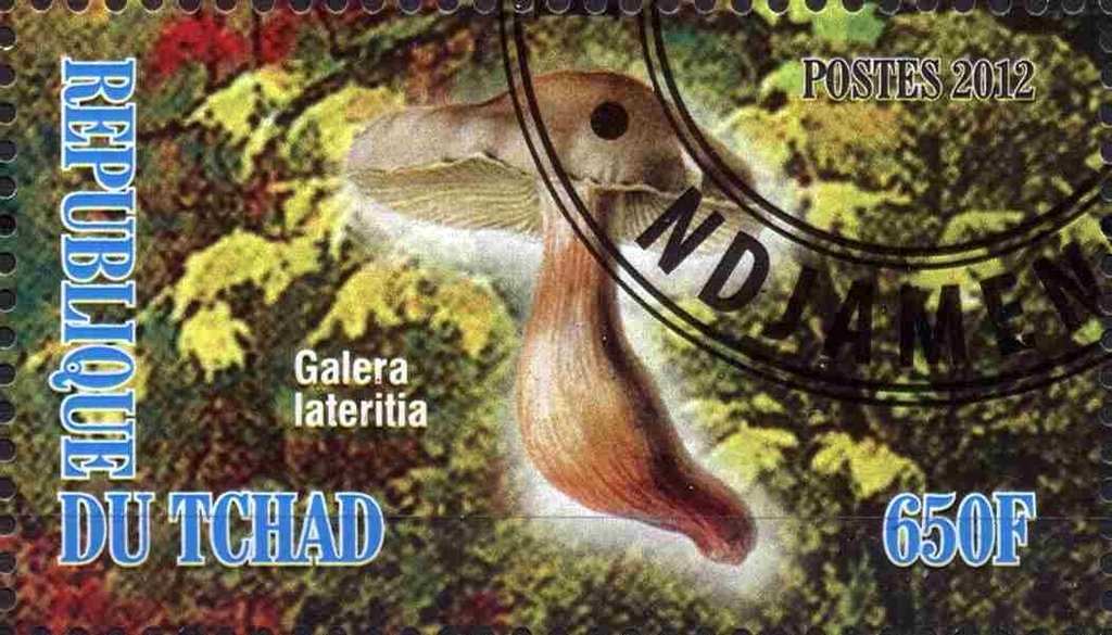 Galera lateritia