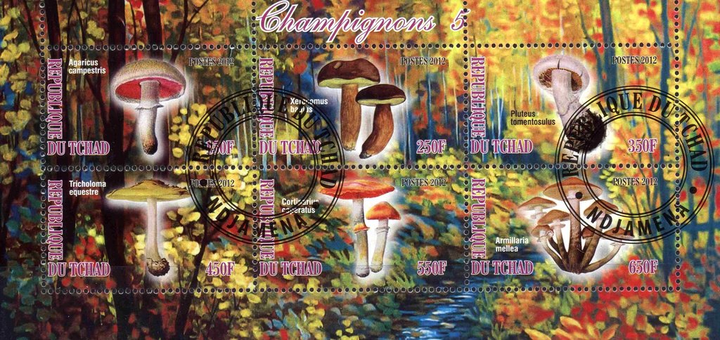 Champignons 5