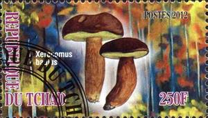 Stamp, Xerocomus badius, Cinderellas,  , Mushrooms