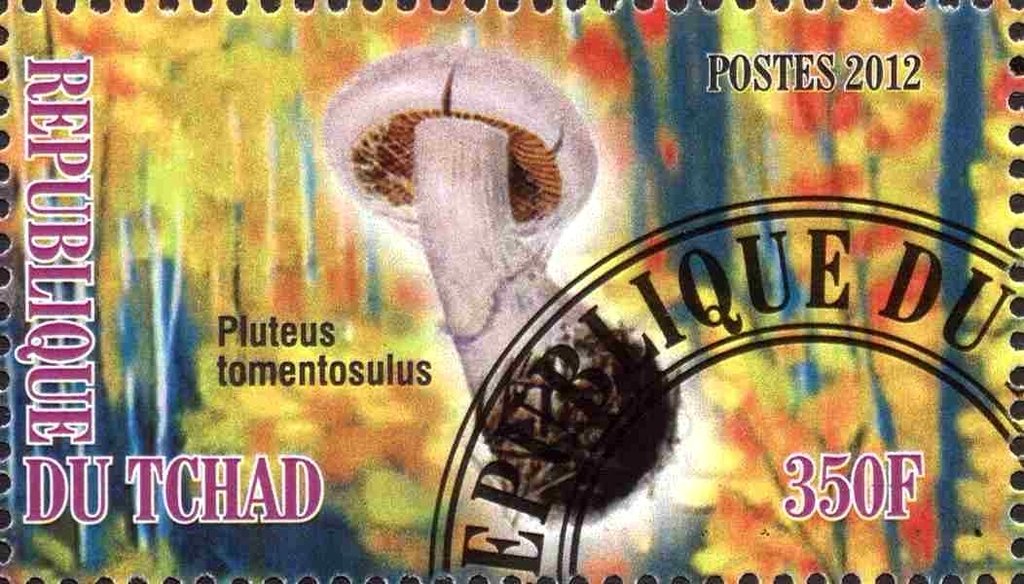 Pluteus tomentosulus