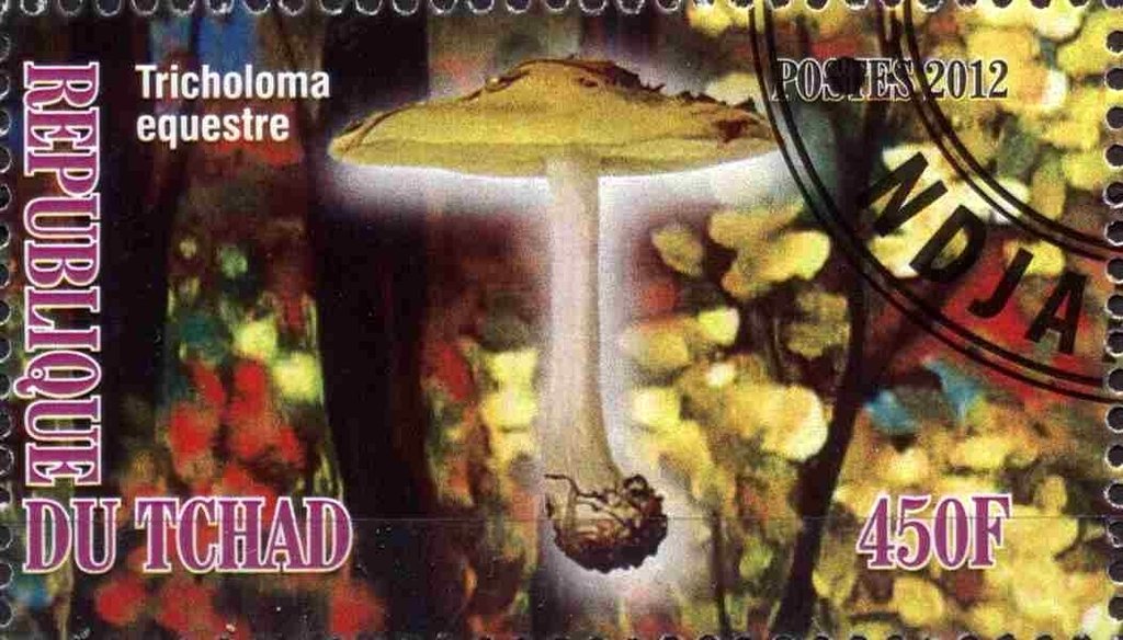 Tricholoma equestre