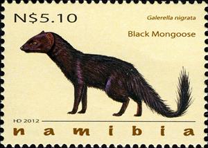 Stamp, Black Mongoose (Galerella nigrata), Namibia,  , Animals (Fauna), Mammals