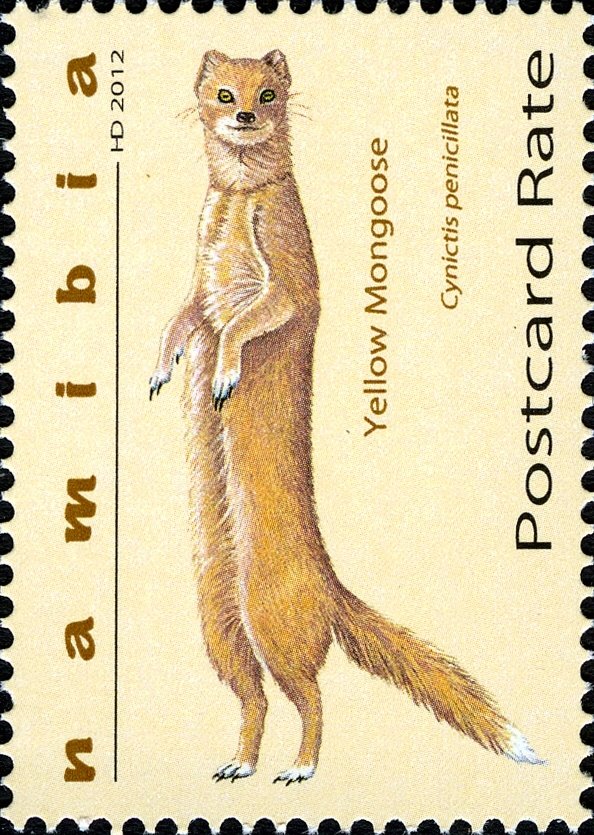 Yellow Mongoose (Cynictis penicillata)