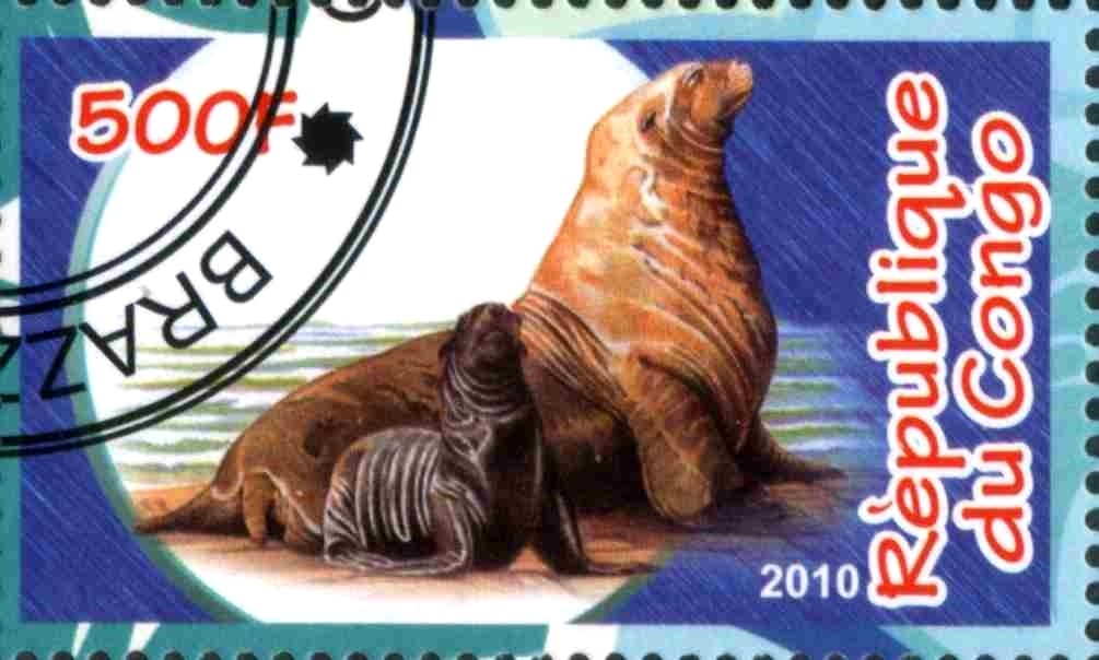 Marine mammals