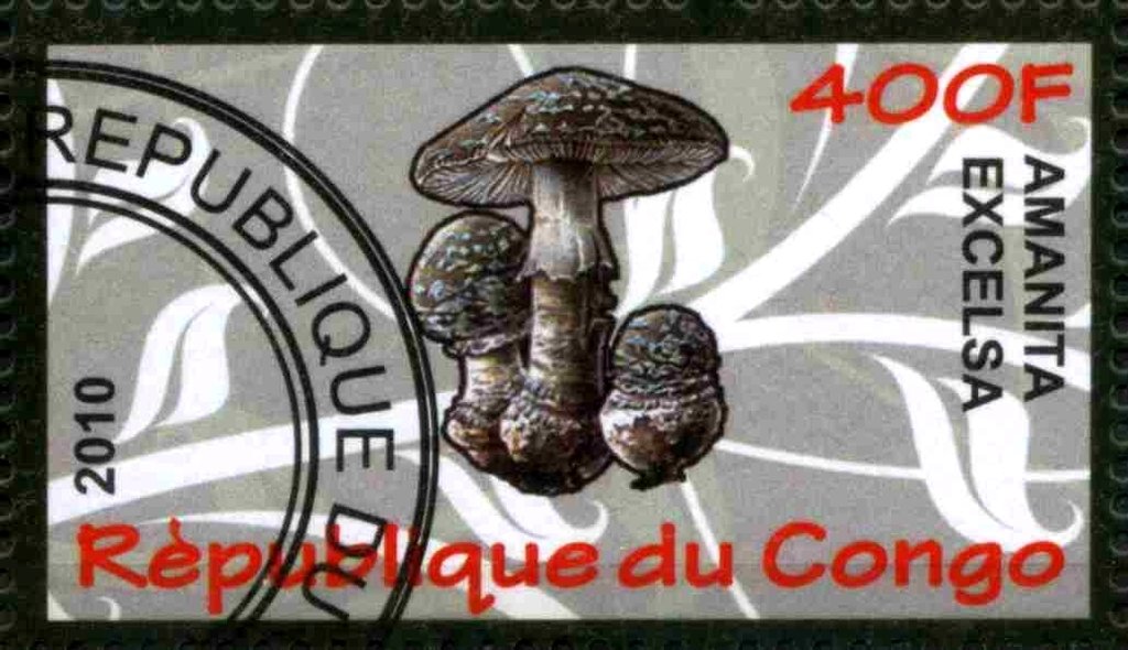 Amanita excelsa