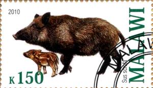 Stamp, Sus scrofa, Cinderellas,  
