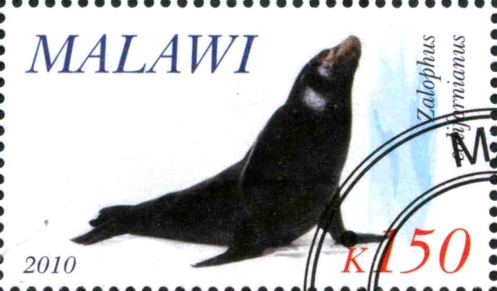 Zalophus colifornianus