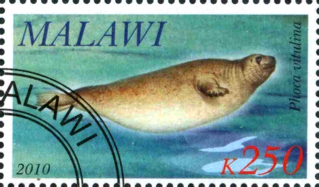 Phoca viyulina