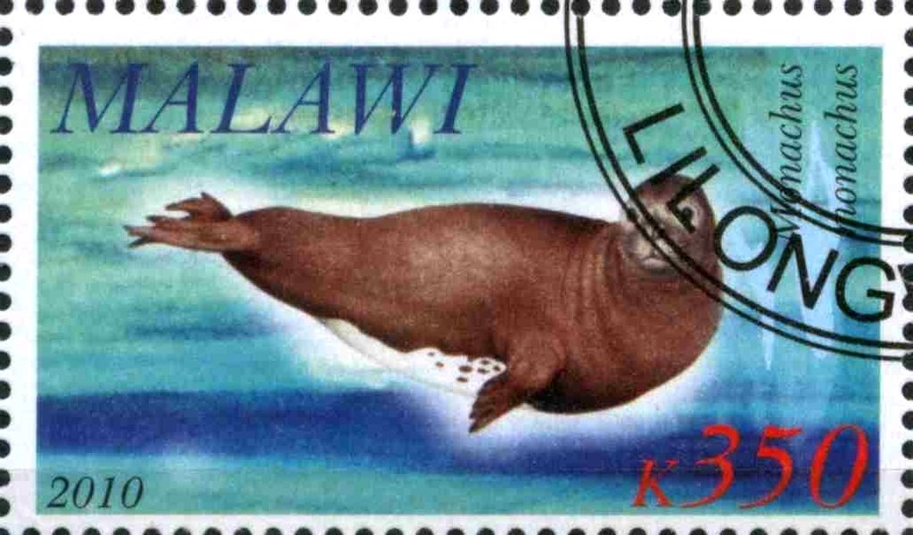 Monachus monachus