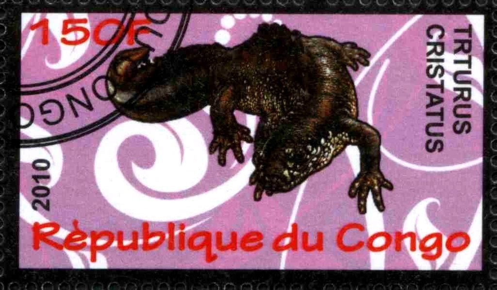 Trturus cristatus