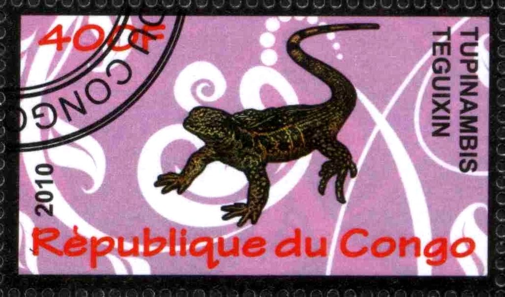 Tupinambis teguixin
