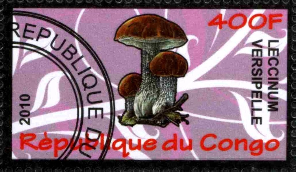 Leccinum versipelle
