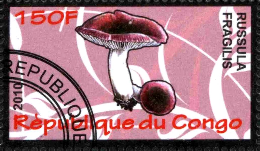 Russula fragilis