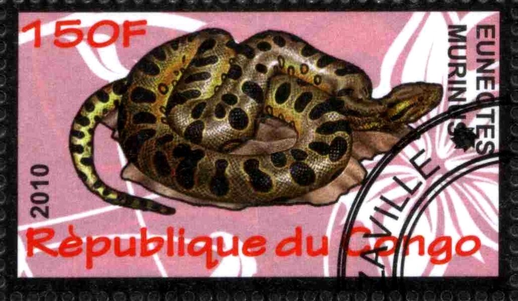 Euneotes murinus