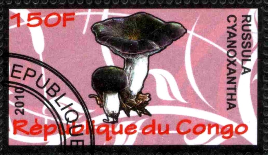 Russula cyanoxantha