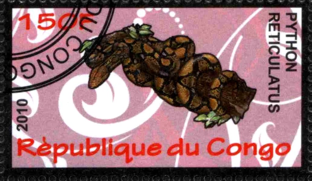 Python reticulatus