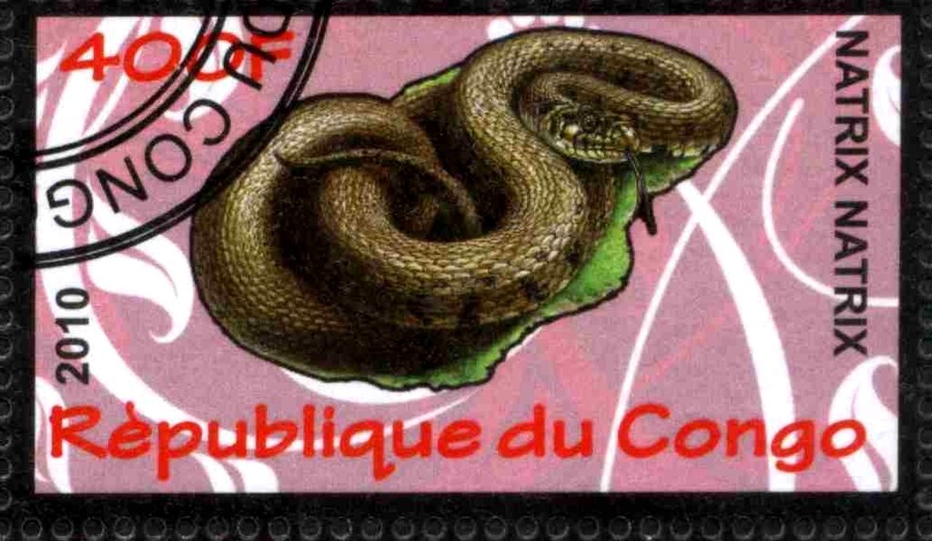 Natrix natrix