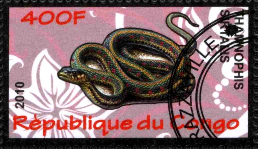 Thamnophis sirtalis