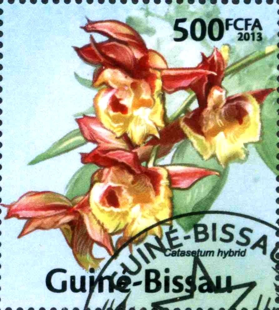 Catasetum hybrid