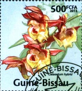 Stamp, Catasetum hybrid, Guinea-Bissau,  , Orchids