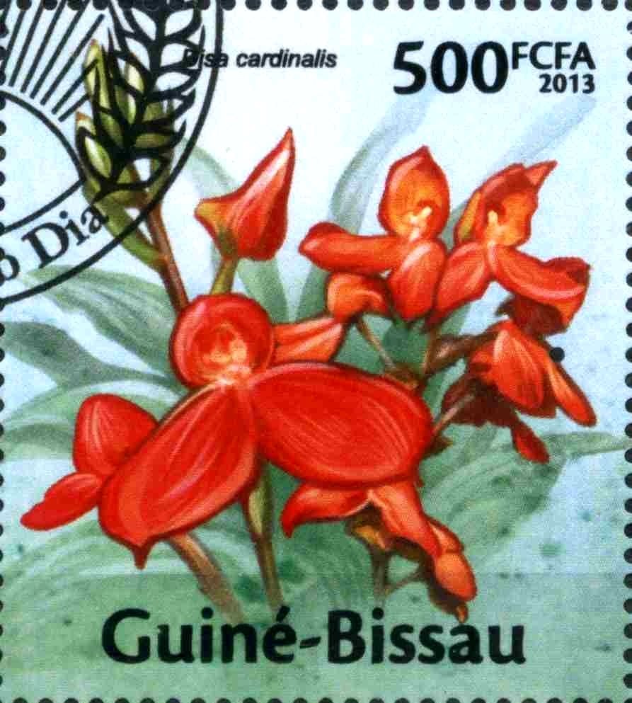 Pisa cardinalis