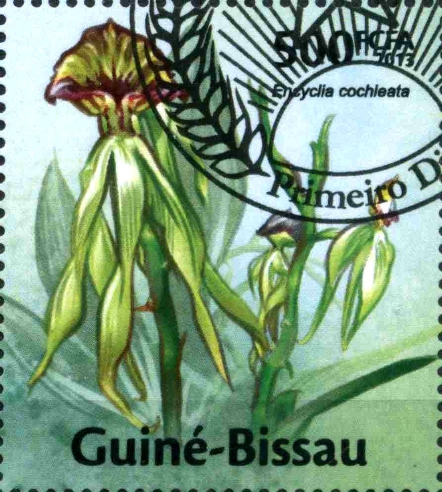 Encyclia cochleata