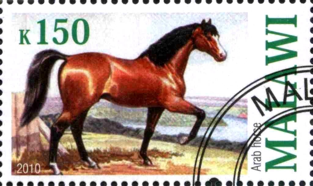Arab horse