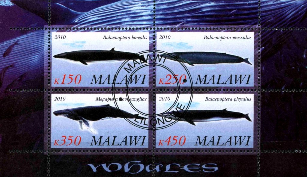 Whales