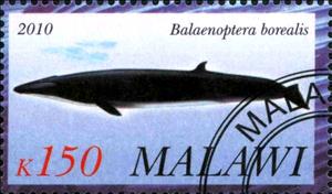 Stamp, Balaenoptera borealis, Cinderellas,  