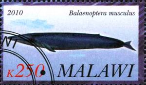 Stamp, Balaenoptera musculus, Cinderellas,  