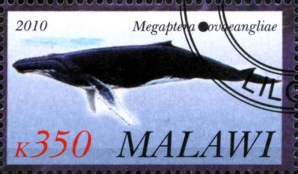 Megaptera