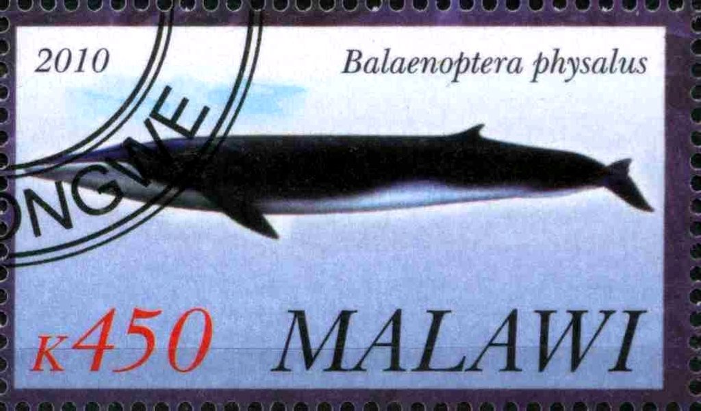Balaenoptera physalus