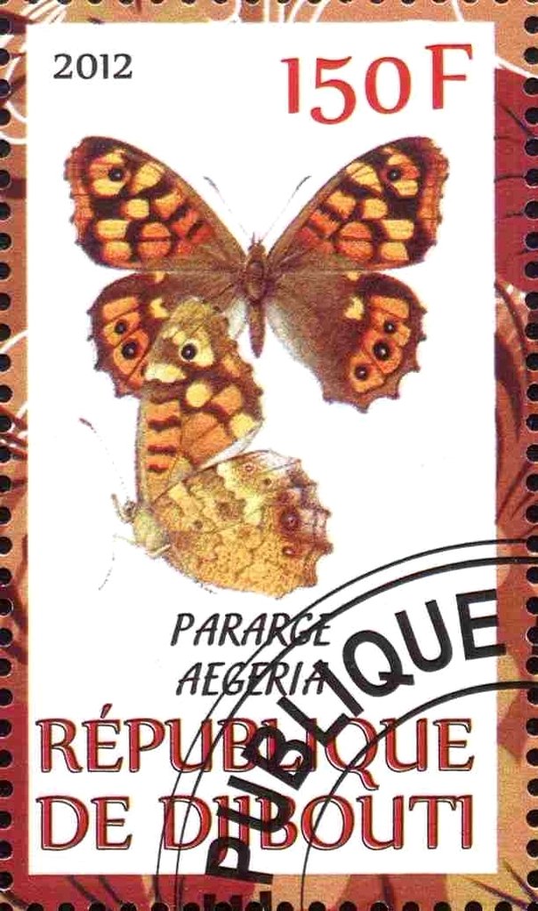 Pararge aegeria