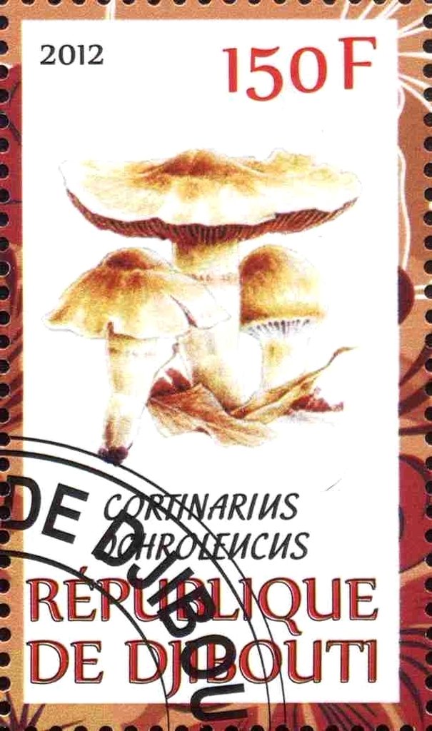 Cortinarius dohroleucus