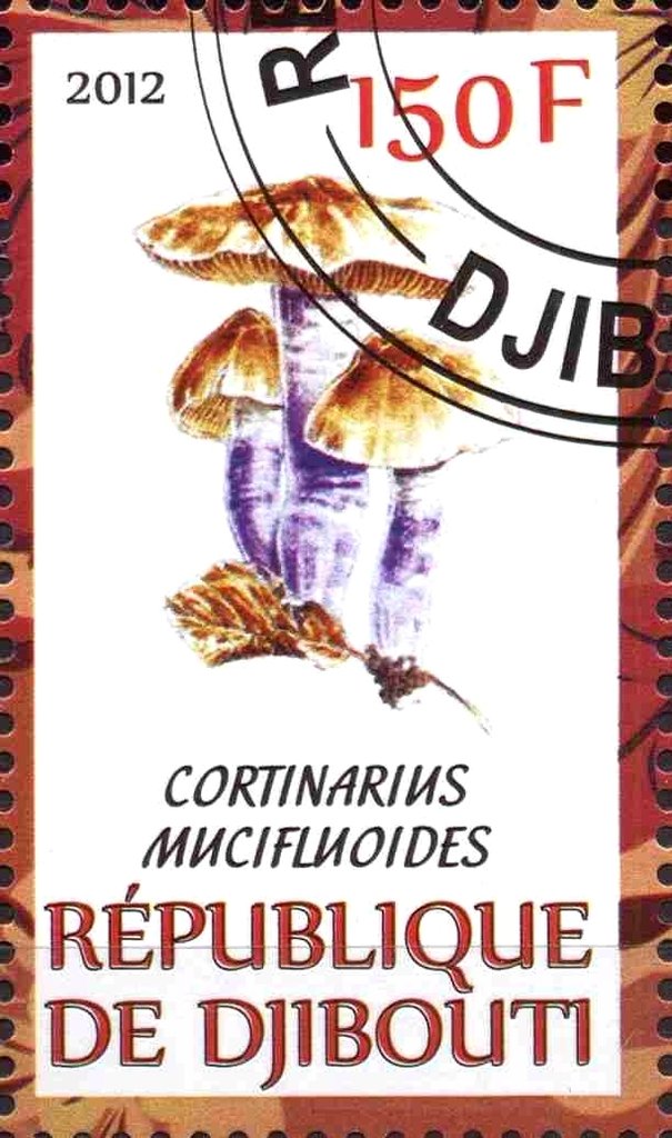 Cortinarius mucifluoides