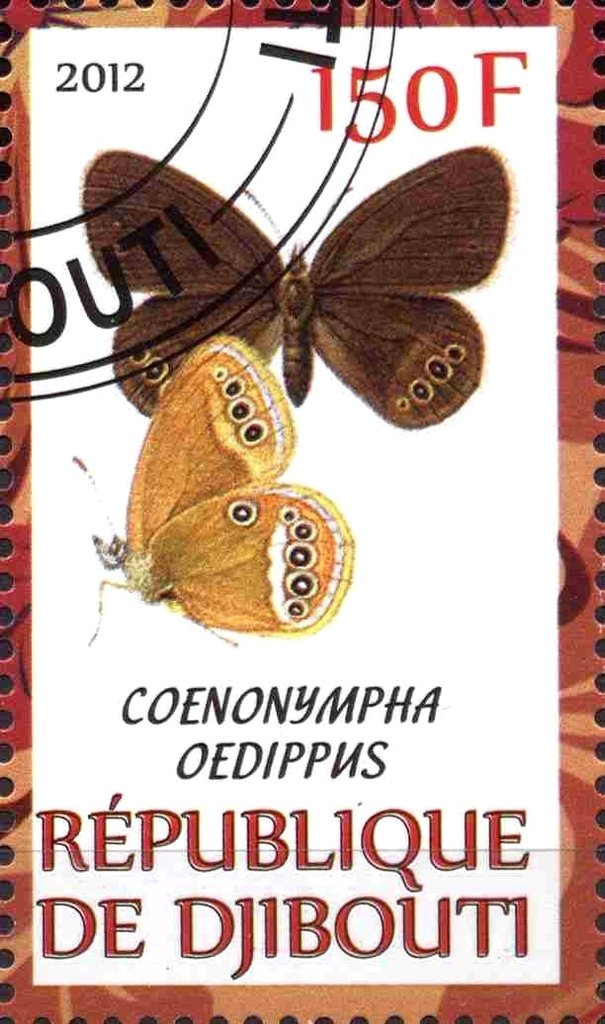 Coenonympha oedippus