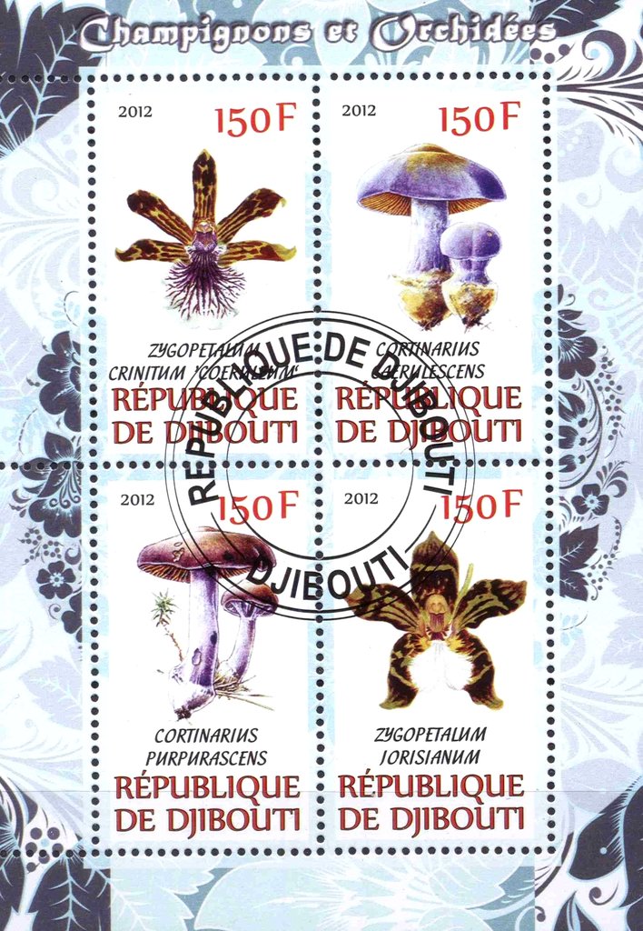 Champignons et orchidees