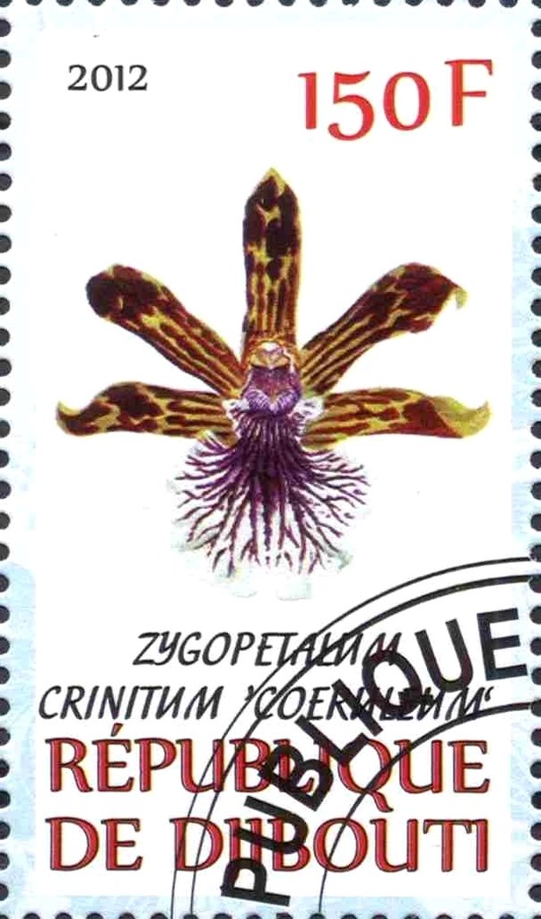 Zygopetalum crinitum
