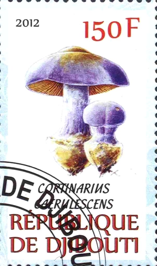 Cortinarius