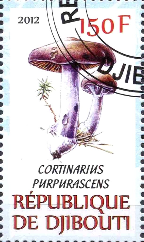 Cortinarius purpurascens