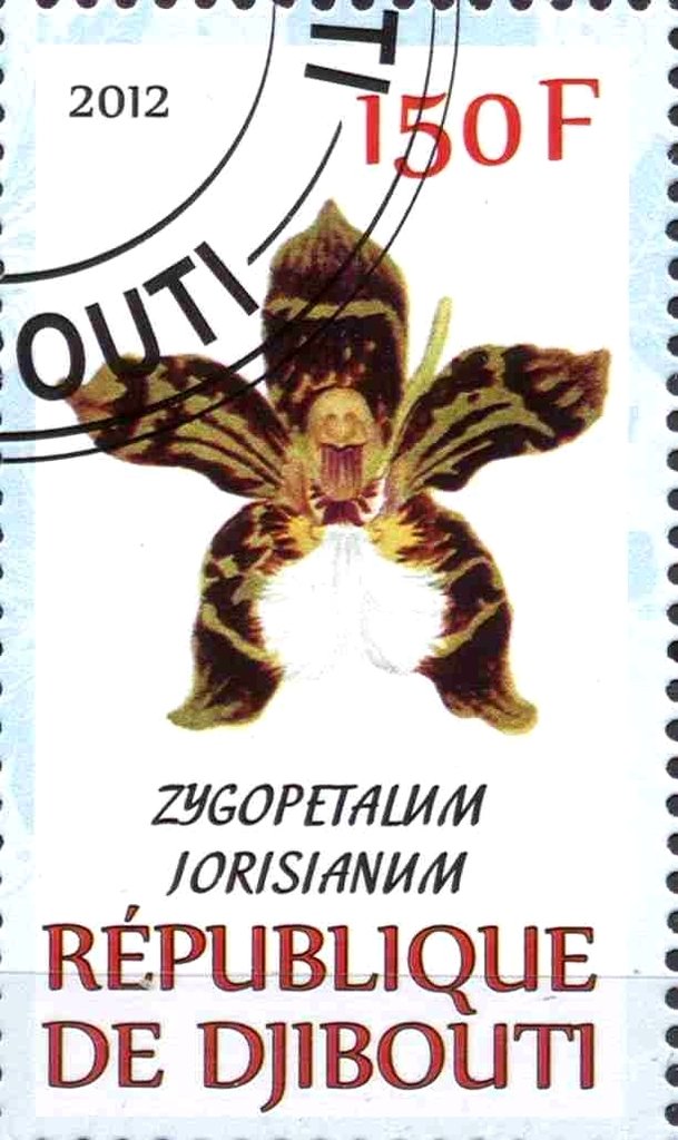 Zygopetalum jorisianum