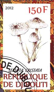 Stamp, Lepiota cristata, Cinderellas,  , Mushrooms