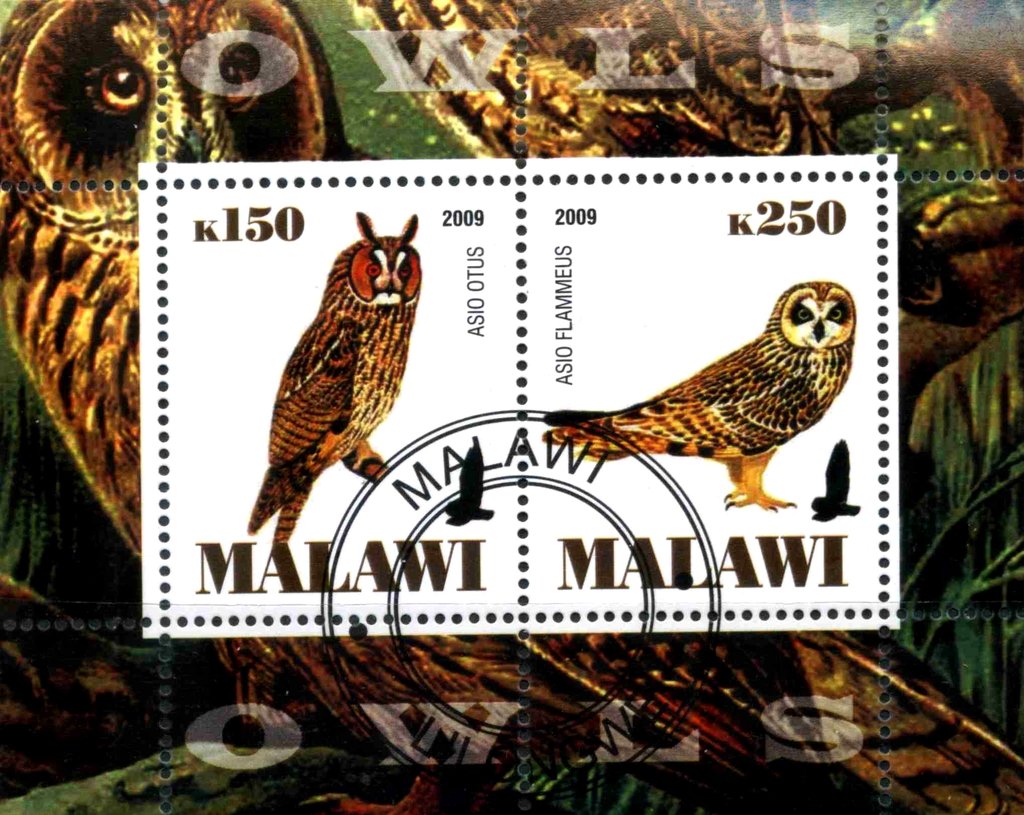 Owls